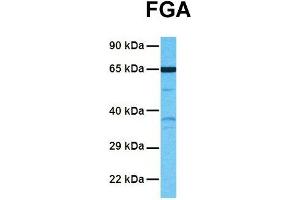 Host:  Rabbit  Target Name:  FGA  Sample Tissue:  Human NCI-H226  Antibody Dilution:  1. (FGA antibody  (Middle Region))