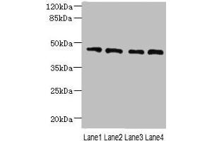 Western blot All lanes: NOL4L antibody at 0. (NOL4L (AA 101-300) antibody)