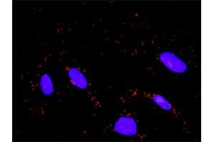 Proximity Ligation Analysis of protein-protein interactions between WEE1 and FBXW11. (WEE1 antibody  (AA 1-646))