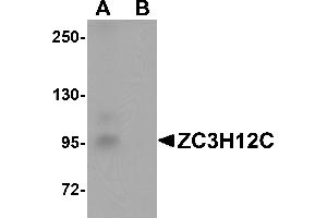 Western Blotting (WB) image for anti-Zinc Finger CCCH-Type Containing 12C (ZC3H12C) (N-Term) antibody (ABIN1031674) (ZC3H12C antibody  (N-Term))