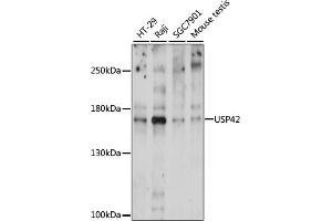 Western blot analysis of extracts of various cell lines, using USP42 antibody (ABIN7271163) at 1000 dilution. (USP42 antibody  (AA 500-700))