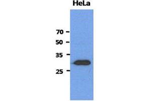 Image no. 1 for anti-Shwachman-Bodian-Diamond Syndrome (SBDS) (AA 1-250), (N-Term) antibody (ABIN1449400) (SBDS antibody  (N-Term))