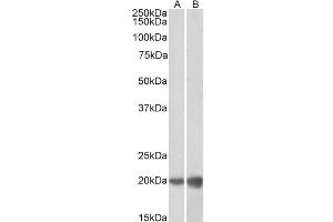 ABIN5539501 (0. (Deoxyuridine Triphosphatase (DUT) (Internal Region) antibody)