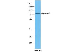 Zea mays lysates probed with Viviparous 8 Polyclonal Antibody, Unconjugated  at 1:300 dilution and 4˚C overnight incubation. (Viviparous8 antibody  (AA 251-350))