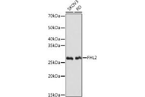 anti-Four and A Half LIM Domains 2 (FHL2) antibody