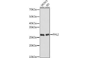 Western blot analysis of extracts of various cell lines, using FHL2 Rabbit mAb (ABIN7267254) at 1:1000 dilution. (FHL2 antibody)
