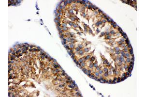 Anti- GRP78 BiP Picoband antibody, IHC(P) IHC(P): Rat Testis Tissue