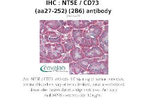 Image no. 2 for anti-5'-Nucleotidase, Ecto (CD73) (NT5E) (AA 27-252) antibody (ABIN1723204) (CD73 antibody  (AA 27-252))