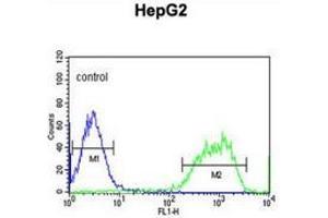 Flow cytometric analysis of HepG2 cells (right histogram) compared to a negative control cell (left histogram) using PXMP2  Antibody , followed by FITC-conjugated goat-anti-rabbit secondary antibodies. (PXMP2 antibody  (Middle Region))