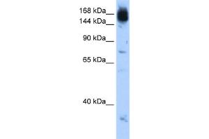 WB Suggested Anti-NCAPD2 Antibody Titration:  0. (NCAPD2 antibody  (C-Term))