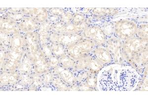 Detection of FGF1 in Caprine Kidney Tissue using Polyclonal Antibody to Fibroblast Growth Factor 1, Acidic (FGF1) (FGF1 antibody  (AA 2-155))