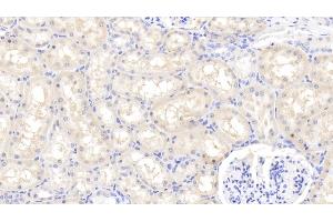 Detection of FGF1 in Caprine Kidney Tissue using Polyclonal Antibody to Fibroblast Growth Factor 1, Acidic (FGF1) (FGF1 antibody  (AA 2-155))