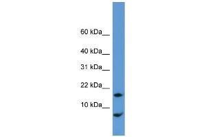 WB Suggested Anti-Cnih Antibody Titration:  0. (CNIH antibody  (N-Term))