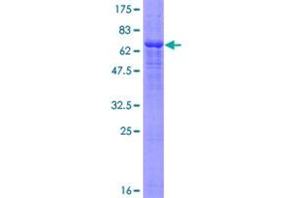 PANX1 Protein (AA 1-426) (GST tag)