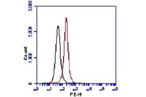 Image no. 2 for anti-Lysine (K)-Specific Methyltransferase 2A (KMT2A) (AA 720-780), (N-Term) antibody (ABIN328575) (Lysine (K)-Specific Methyltransferase 2A (KMT2A) (AA 720-780), (N-Term) antibody)