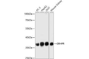 Western blot analysis of extracts of various cell lines, using GRHPR antibody (ABIN7267486) at 1:1000 dilution. (GRHPR antibody  (AA 100-328))
