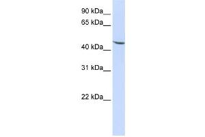 Western Blotting (WB) image for anti-Kruppel-Like Factor 17 (KLF17) antibody (ABIN2458460)