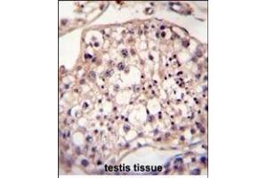 DYRK2 Antibody (N-term) A immunohistochemistry analysis in formalin fixed and paraffin embedded human testis tissue followed by peroxidase conjugation of the secondary antibody and DAB staining. (DYRK2 antibody  (N-Term))