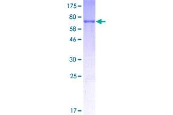CCAR2 Protein (AA 5-365) (GST tag)