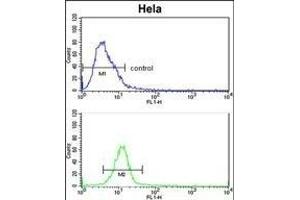 EphB3 Antibody (ABIN652365 and ABIN2841733) flow cytometric analysis of Hela cells (bottom histogram) compared to a negative control cell (top histogram). (EPH Receptor B3 antibody)