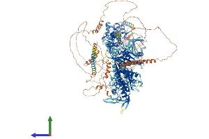 AlphaFold protein structure predicition of Human Recombinant MYO3A Protein, UniprotID Q8NEV4 (MYO3A Protein (AA 1-1616) (His tag))