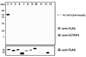 Immunoprecipitation (IP) analysis of the cell lysates from HEK293 cells transfected with empty vector or a panel of the FLAG-tagged CTRP family (full-length) followed by immunoblot analysis using anti-CTRP1 (human), pAb  antibody. (C1QTNF1 antibody)
