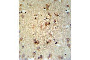 LCAT Antibody IHC analysis in formalin fixed and paraffin embedded brain tissue followed by peroxidase conjugation of the secondary antibody and DAB staining. (LCAT antibody  (AA 285-313))