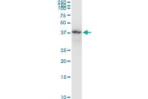 NAGK monoclonal antibody (M05), clone 1H8. (NAGK antibody  (AA 1-344))