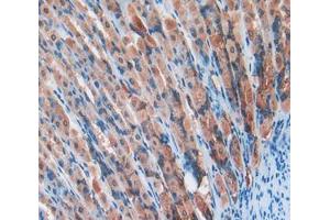 Used in DAB staining on fromalin fixed paraffin- embedded stomach tissue (PDIA2 antibody  (AA 46-258))
