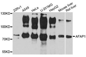 Western blot analysis of extracts of various cell lines, using AFAP1 antibody. (AFAP antibody  (AA 461-730))