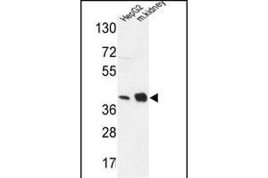 NDUFA10 Antibody (Center) (ABIN653725 and ABIN2843032) western blot analysis in HepG2 cell line and mouse kidney tissue lysates (35 μg/lane). (NDUFA10 antibody  (AA 252-281))