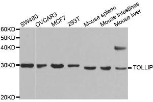 Western blot analysis of extracts of various cell lines, using TOLLIP antibody.
