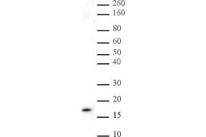Histone H3K27me3 pAb tested by Western blot. (Histone 3 antibody  (3meLys27))