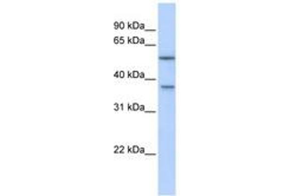 RAB40B antibody  (AA 144-193)