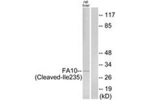 Western blot analysis of extracts from rat liver cells, using FA10 (activated heavy chain,Cleaved-Ile235) Antibody. (Coagulation Factor X antibody  (Cleaved-Ile235))