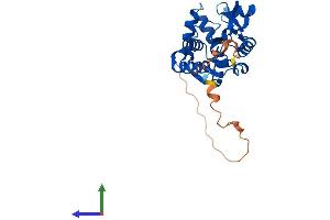 AlphaFold protein structure predicition of Human Recombinant UCK1 Protein, UniprotID Q9HA47