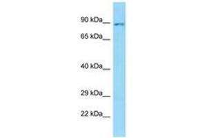 Image no. 1 for anti-Solute Carrier Family 26, Member 6 (SLC26A6) (AA 613-662) antibody (ABIN6748058) (SLC26A6 antibody  (AA 613-662))