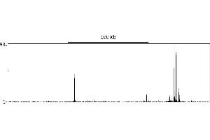 ChIP DNA-Sequencing (ChIP-seq) image for anti-GR (AA 150-200) antibody (ABIN7795590) (GR (AA 150-200) antibody)