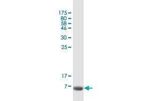 Western Blot detection against Immunogen (7. (CCL17 antibody  (AA 24-94))