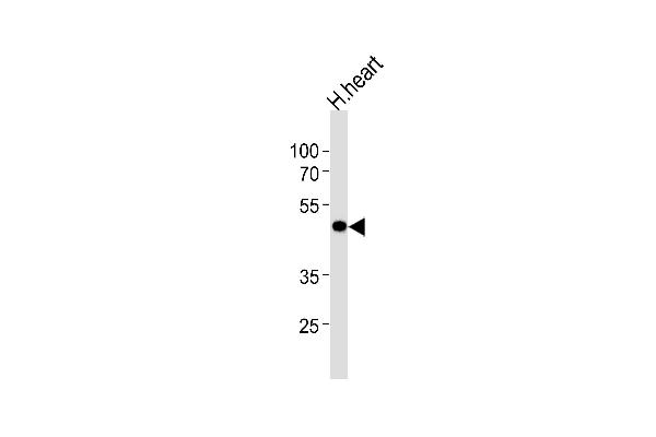 KCNAB1 antibody  (N-Term)