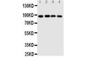 Anti-SIDT1 antibody, Western blotting Lane 1: HELA Cell Lysate Lane 2: COLO320 Cell Lysate Lane 3: SW620 Cell Lysate Lane 4:  Cell Lysate (SIDT1 antibody  (N-Term))