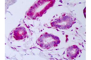 Anti-FGF2 / BFGF antibody IHC of human breast, myoepithelium. (FGF2 antibody)
