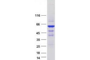 Validation with Western Blot (ICA1 Protein (Myc-DYKDDDDK Tag))