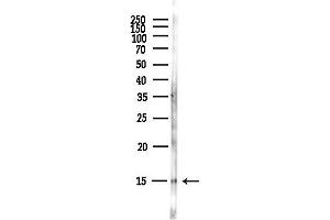 Western blot analysis of lysates from Hela cells(starvation,24h treatment), using FKBP1A Antibody at 1/1000 dilution.