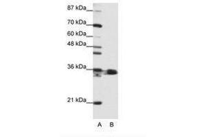Image no. 1 for anti-Heterogeneous Nuclear Ribonucleoprotein A1 (HNRNPA1) (N-Term) antibody (ABIN203055) (HNRNPA1 antibody  (N-Term))