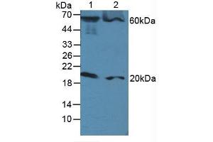 Figure. (FADD antibody  (AA 12-206))