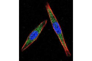 Confocal immunofluorescent analysis of LCK Antibody (N-term) (ABIN392101 and ABIN2841855) with  cell followed by Alexa Fluor 488-conjugated goat anti-rabbit lgG (green). (LCK antibody  (N-Term))