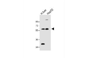 All lanes : Anti-FADS2 Antibody (N-term) at 1:1000 dilution Lane 1: H. (FADS2 antibody  (N-Term))