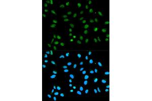 Immunofluorescence (IF) image for anti-Heterogeneous Nuclear Ribonucleoprotein A2/B1 (HNRNPA2B1) (AA 1-180) antibody (ABIN3021593)
