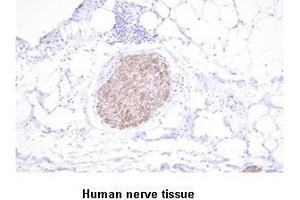 Paraffin embedded sections of human nerve tissue were initrocelluloseubated with anti-human PGP9. (UCHL1 antibody  (AA 1-223))